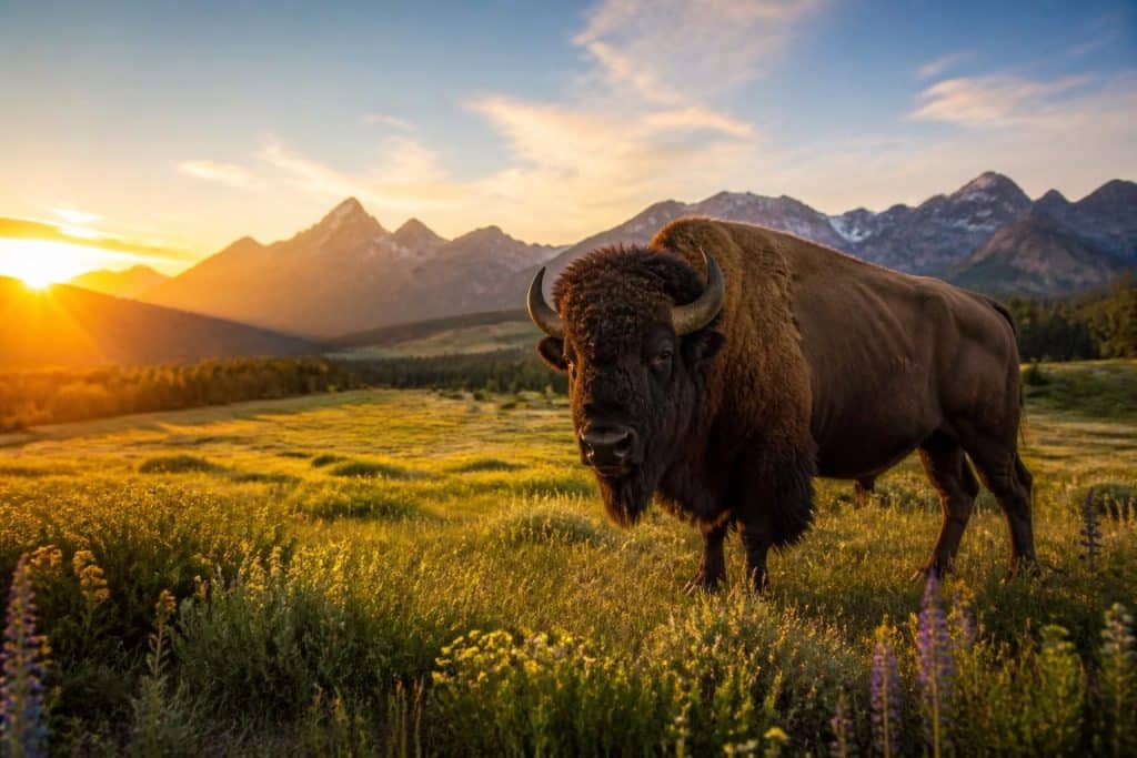 découvrez la signification du rêve de bison, un symbole puissant de force intérieure et d'abondance. interprétez ce message pour mieux comprendre votre chemin de vie.