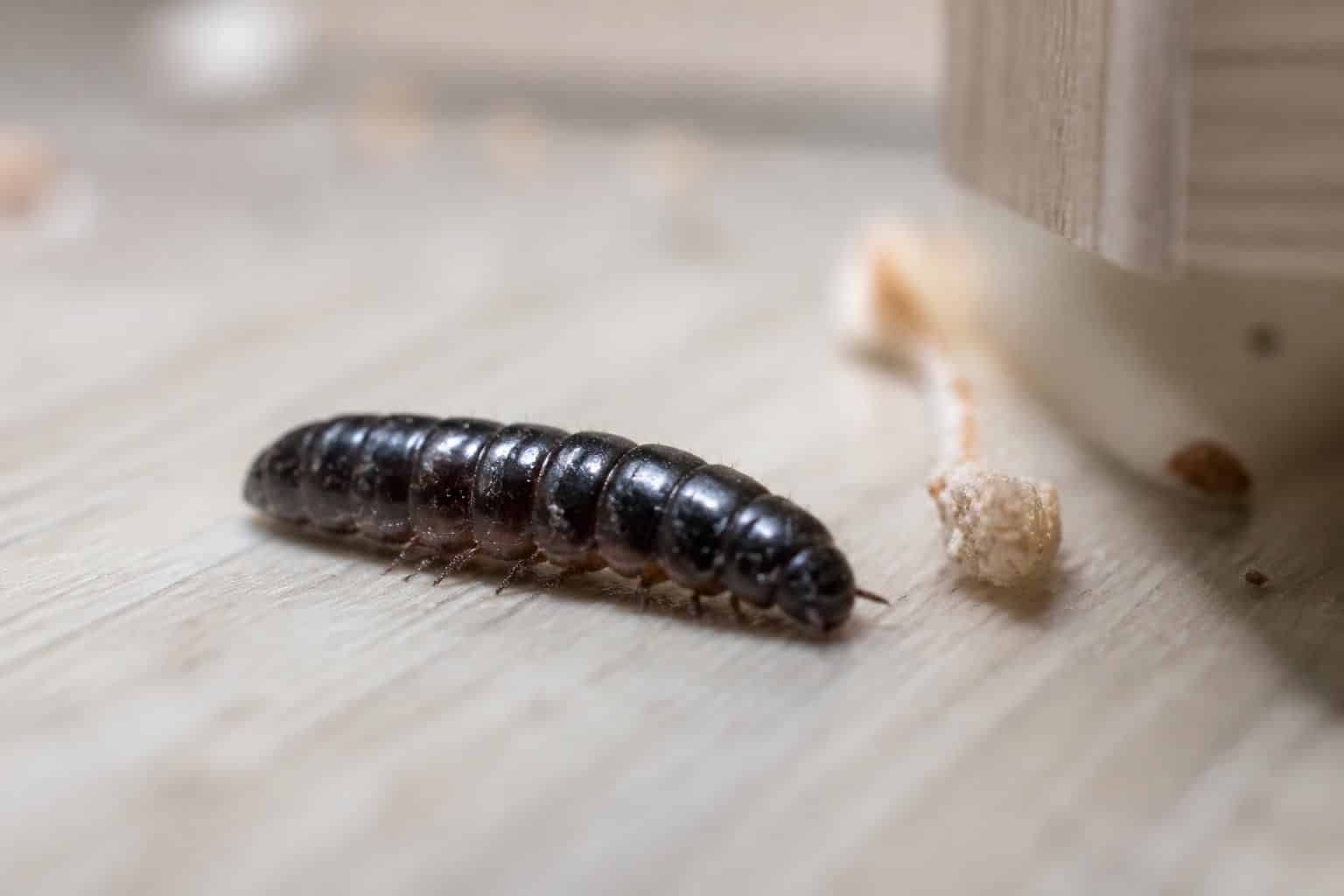 découvrez comment identifier la larve noire dans votre maison et les solutions efficaces pour s'en débarrasser rapidement et durablement.